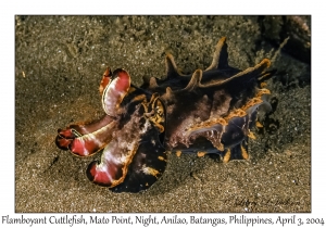 1133#0456 Metasepia pfefferi - Flamboyant Cuttlefish, Mato Pt, Night,, Anilao, Batangas, Philippines, Apr 3, 2004
