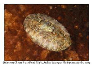 1133#0483 Unknown Chiton, Mato Pt, Night,, Anilao, Batangas, Philippines, Apr 3, 2004