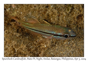 1133#0491 Pristiapogon fraenatus - Spurcheek Cardinalfish, Mato Pt, Night, Anilao, Batangas, Philippines, Apr 3, 2004