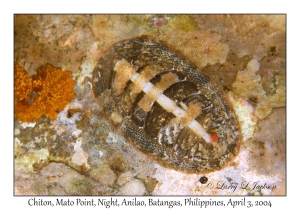 1133#0497 Rhyssoplax densilirata - Chiton, Mato Pt, Night, Anilao, Batangas, Philippines, Apr 3, 2004