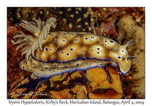Tryon's Hypselodoris