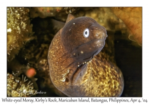 White-eyed Moray