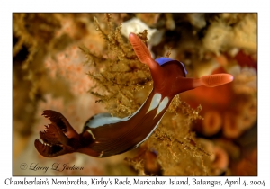 Chamberlain's Nembrotha