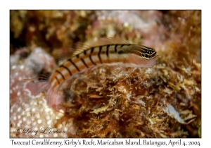 Twocoat Coralblenny