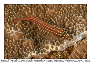 Striped Triplefin