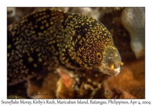 Snowflake Moray