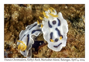 Diana's Chromodoris