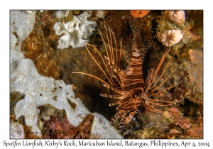 Spotfin Lionfish