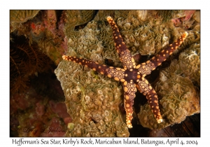 Heffernan's Sea Star