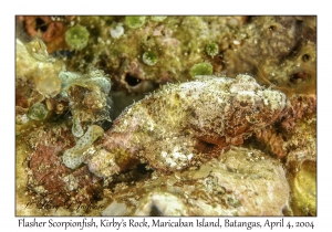Flasher Scorpionfish