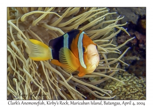 Clark's Anemonefish