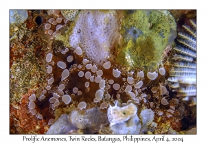 Prolific Anemone