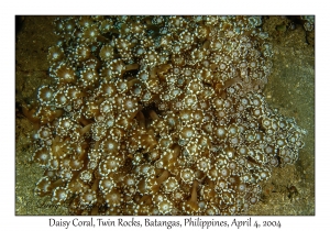 Daisy Coral