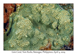 Gem Coral