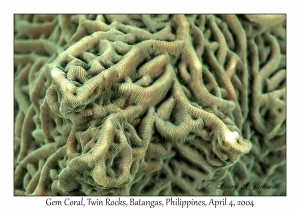 Gem Coral