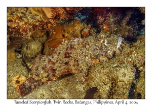 Tasseled Scorpionfish