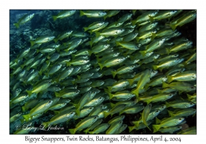 Bigeye Snapper