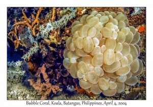 Bubble Coral