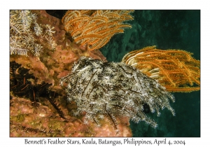 Bennett's Featherstar