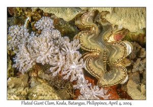 1136#0185 Tridacna squamosa - Fluted Giant Clam, Koala, Batangas, Philippines, Apr 4, 2004
