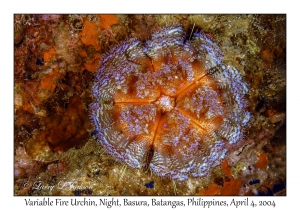 1137#0254 Asthenosoma varium - Variable Fire Urchin, Night, Basura, Batangas, Philippines, Apr 4, 2004