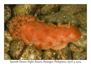 1137#0257 Hexabranchus sanguineus - Spanish Dancer, Night, Basura, Batangas, Philippines, Apr 4, 2004