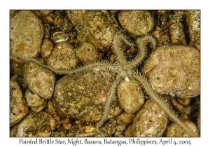 1137#0262 Ophiarthrum pictum - Painted Brittle Star, Night, Basura, Batangas, Philippines, Apr 4, 2004