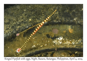1137#0265 Dunckerocampus dactyliophorus - Ringed Pipefish w eggs, Night, Basura, Batangas, Philippines, Apr 4, 2004