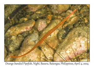 1137#0271 Dunckerocampus pessuliferus - Orange-banded Pipefish, Night, Basura, Batangas, Philippines, Apr 4, 2004