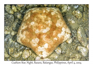 1137#0308 Culcita novaeguineae - Cushion Star, Night, Basura, Batangas, Philippines, Apr 4, 2004