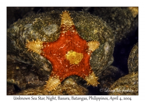 1137#0326 Unknown Sea Star, Night, Basura, Batangas, Philippines, Apr 4, 2004