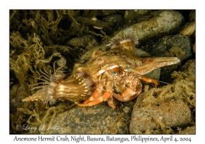 1137#0360 Dardanus pedunculatus - Anemone Hermit Crab, Night, Basura, Batangas, Philippines, Apr 4, 2004