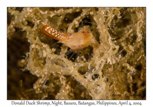 Donald Duck Shrimp