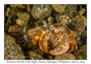 1137#0372 Dardanus pedunculatus - Anemone Hermit Crab, Night, Basura, Batangas, Philippines, Apr 4, 2004