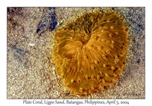 1138#0008 Fungia sp - Plate Coral, Ligpo Sand, Batangas, Philippines, Apr 5, 2004