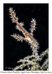 1138#0023 Solenostomus paradoxus - Ornate Ghost Pipefish male, Ligpo Sand, Batangas, Philippines, Apr 5, 2004