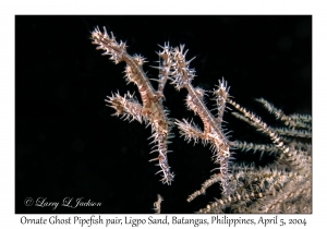 1138#0027 Solenostomus paradoxus - Ornate Ghost Pipefish pair, Ligpo Sand, Batangas, Philippines, Apr 5, 2004
