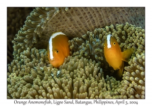 1138#0083 Amphiprion sandaracinos - Orange Anemonefish, Ligpo Sand, Batangas, Philippines, Apr 5, 2004