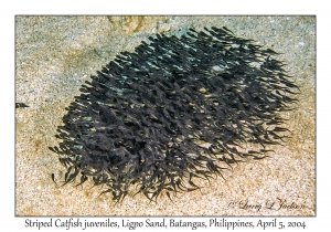1138#0105 Plotosus lineatus - Striped Catfish, Ligpo Sand, Batangas, Philippines, Apr 5, 2004
