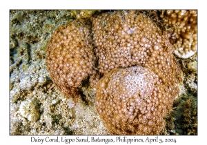Daisy Coral