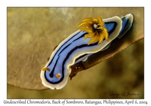 1141#0015 Chromodoris sp 8 - Undescribed Chromodoris, Back of Sombrero, Batangas, Philippines, Apr 6, 2004
