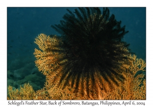 1141#0029 Comanthina schlegeli - Schlegel's Feather Star, Back of Sombrero, Batangas, Philippines, Apr 6, 2004
