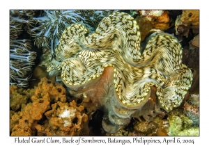 1141#0030 Tridacna squamosa - Fluted Giant Clam, Back of Sombrero, Batangas, Philippines, Apr 6, 2004