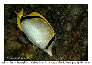 1142#0085 Chaetodon selene - Yellow-dotted Butterflyfish, Kirby's Rock, Maricaban Is, Batangas, Philippines, Apr 6, 2004