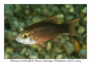1143#0198 Ostorhinchus monospilus - Yelloweye Cardinalfish, Basura, Batangas, Philippines, Apr 6, 2004