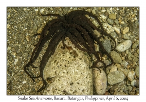 1143#0208 Actinostephanus haeckeli - Snake Sea Anemone, Basura, Batangas, Philippines, Apr 6, 2004