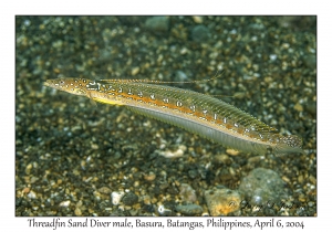 1143#0223 Trichonotus elegans - Threadfin Sand Diver male, Basura, Batangas, Philippines, Apr 6, 2004