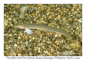 1143#0225 Trichonotus elegans - Threadfin Sand Diver female, Basura, Batangas, Philippines, Apr 6, 2004