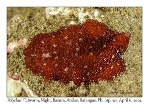 1144#0238 Acanthozoon or Thysanozoon sp - Polyclad Flatworm, Night, Basura, Batangas, Philippines, Apr 6, 2004