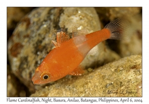 1144#0244 Fowleria flammea - Flame Cardinalfish, Night, Basura, Batangas, Philippines, Apr 6, 2004